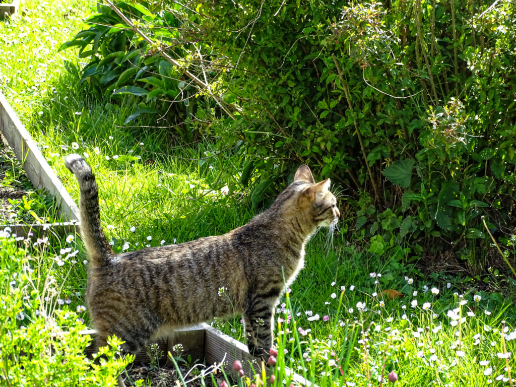 Osaka dans le jardin du Dantec