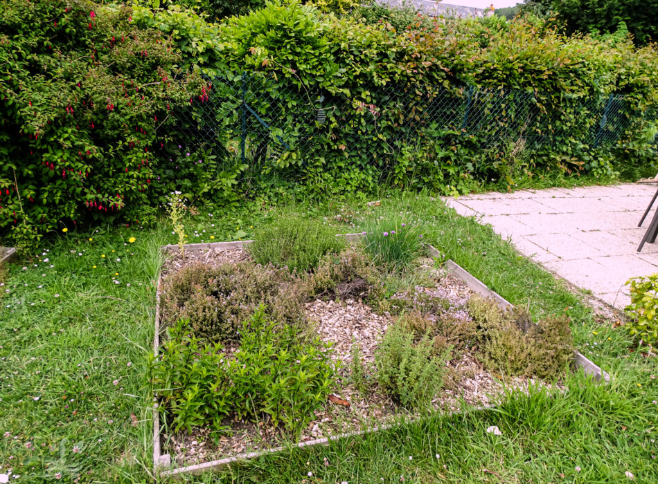 ®PapillonsBlancs76 - Plantes