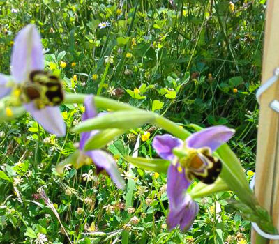 Ophrys apifera