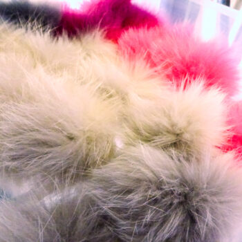 &copy;PapillonsBlancs76-Plumes