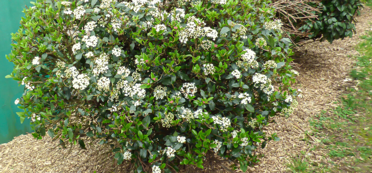 &copy;PapillonsBlancs76 Massif