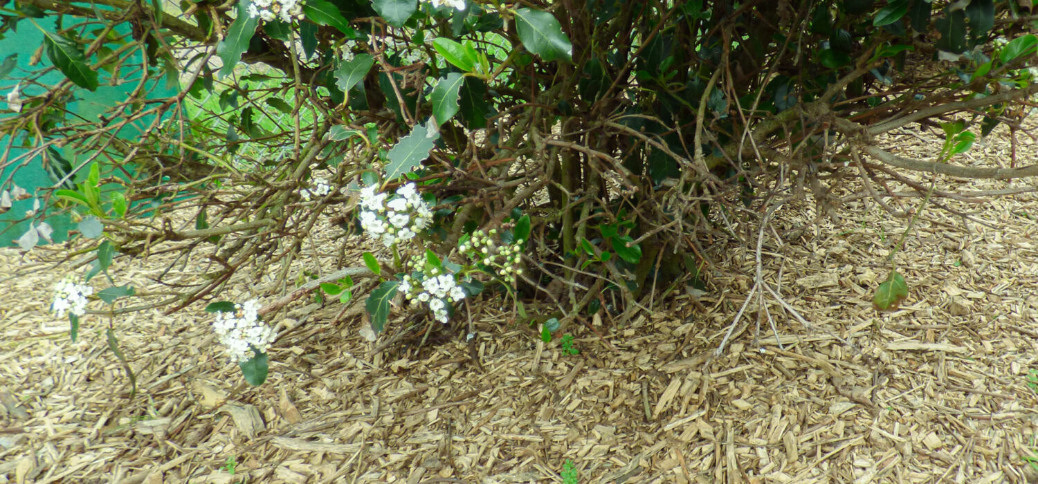 &copy;PapillonsBlancs76 Massif et miscanthus